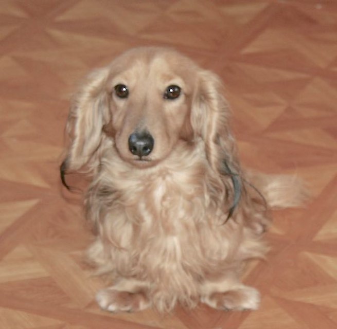 english cream dachshunds of stoneriver