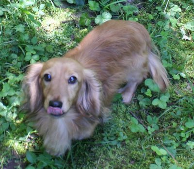 english cream dachshunds of stoneriver