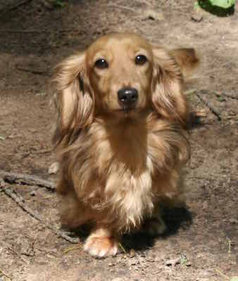 english cream dachshunds of stoneriver