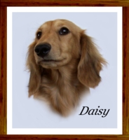 Daisy