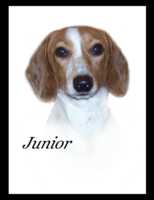 Junior